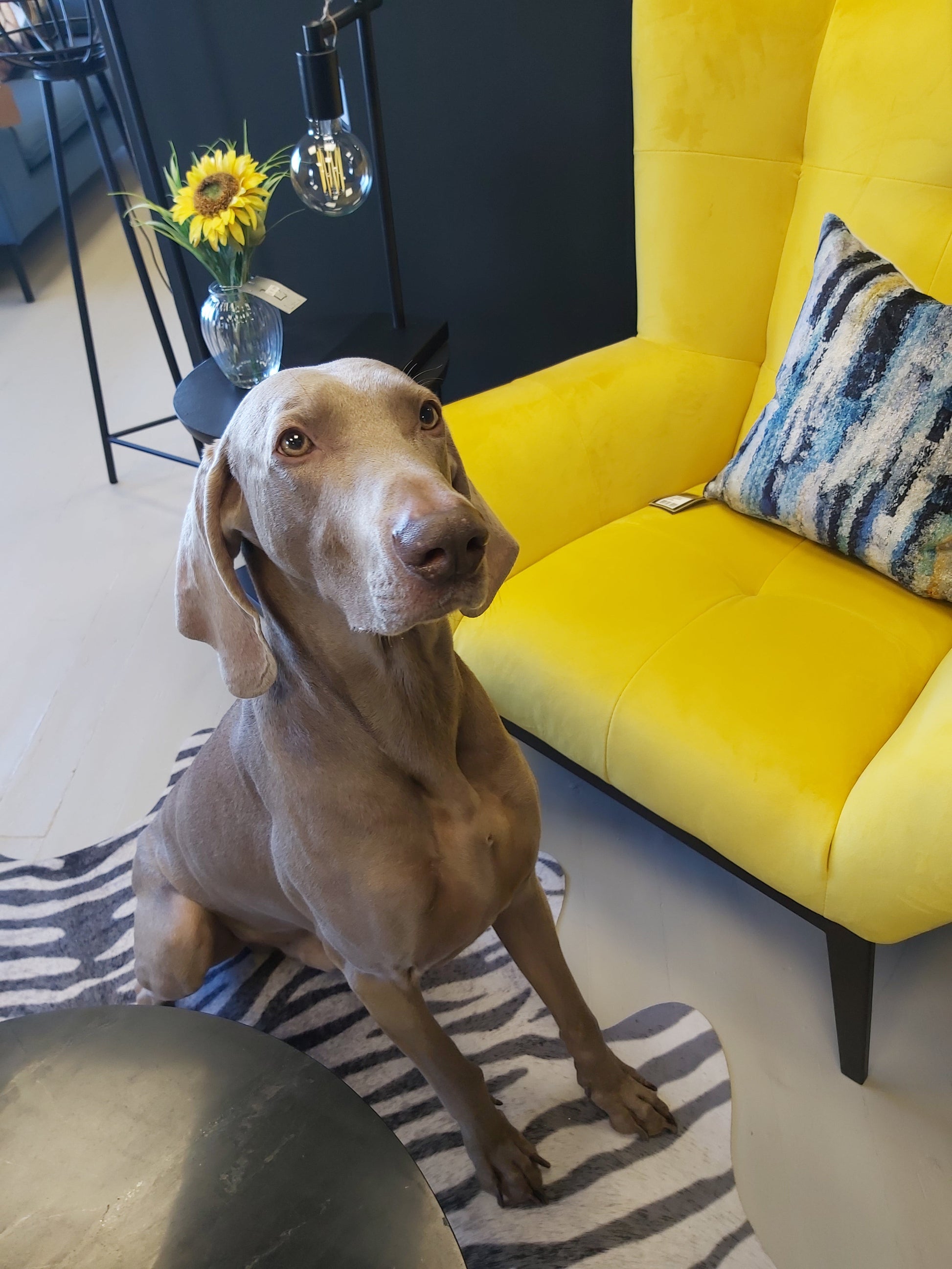 Bella Yellow Fabric Armchair     